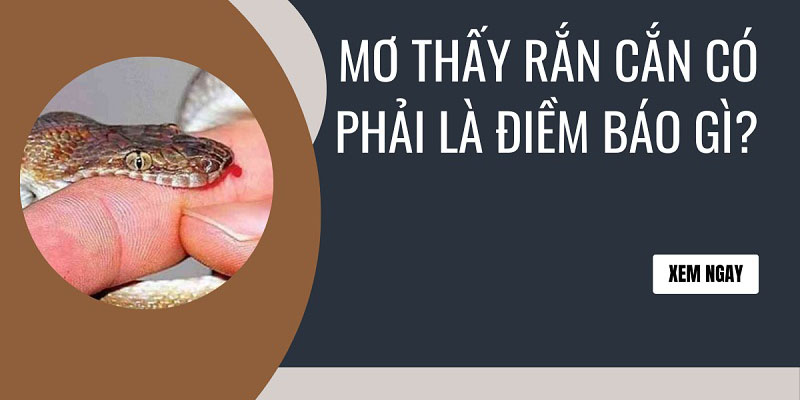 Nằm mơ thấy rắn và những điềm báo mà bạn nên biết